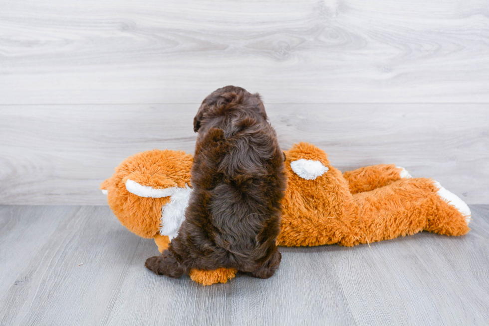 Meet Kassidy - our Cockapoo Puppy Photo 3/3 - Premier Pups