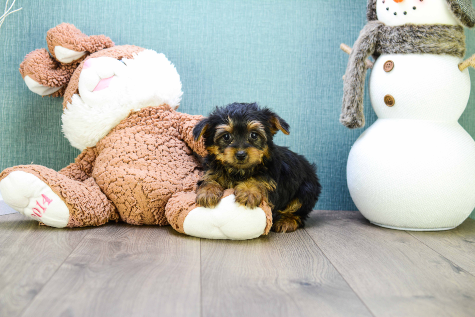 Meet Teacup-Lisa - our Yorkshire Terrier Puppy Photo 