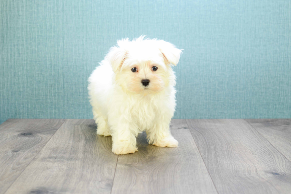 Hypoallergenic Maltese Purebred Pup