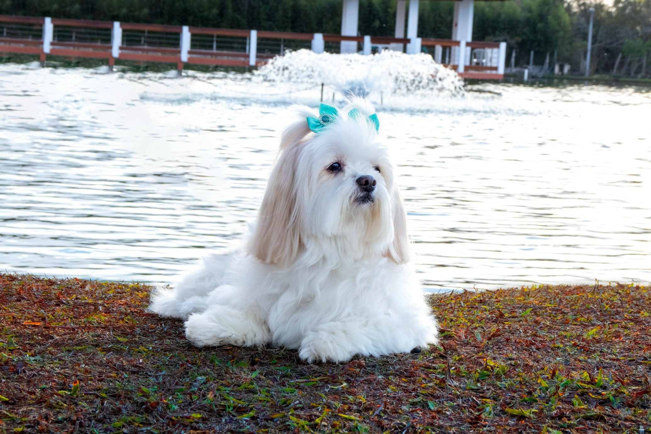 white long-coated petite dog relaxing on grass beside water