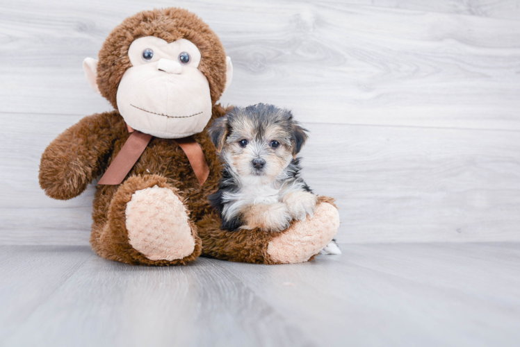 Meet Cookie - our Morkie Puppy Photo 1/3 - Premier Pups