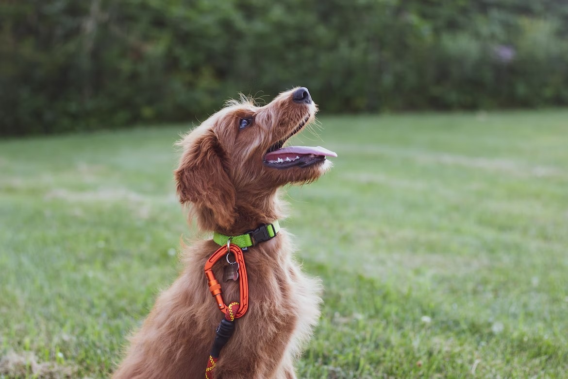 dog displaying a sullen expression indicating its mood