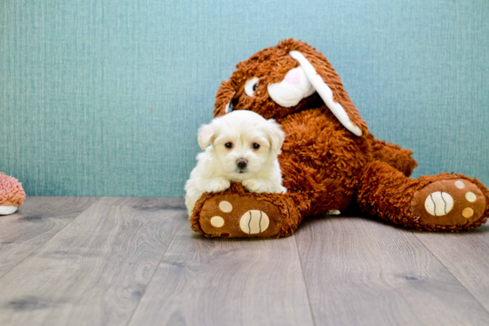 Cute Maltipoo Baby