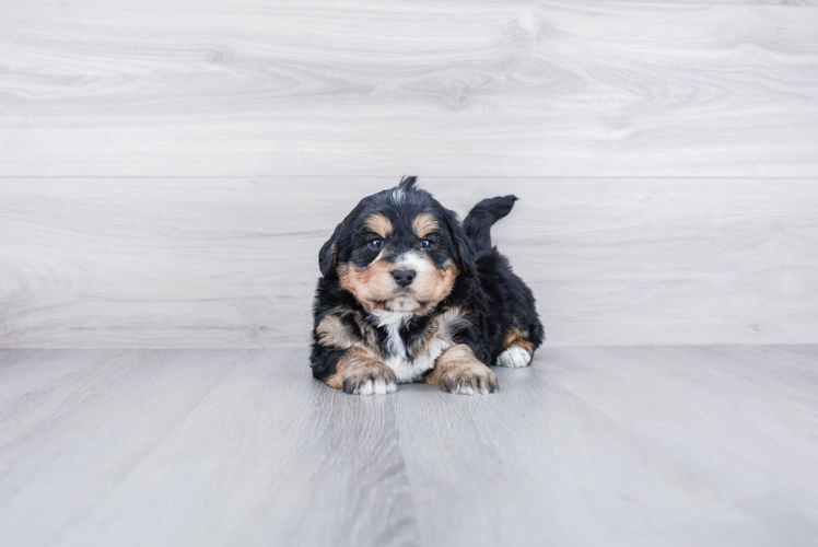 Meet Bryce - our Mini Bernedoodle Puppy Photo 1/3 - Premier Pups