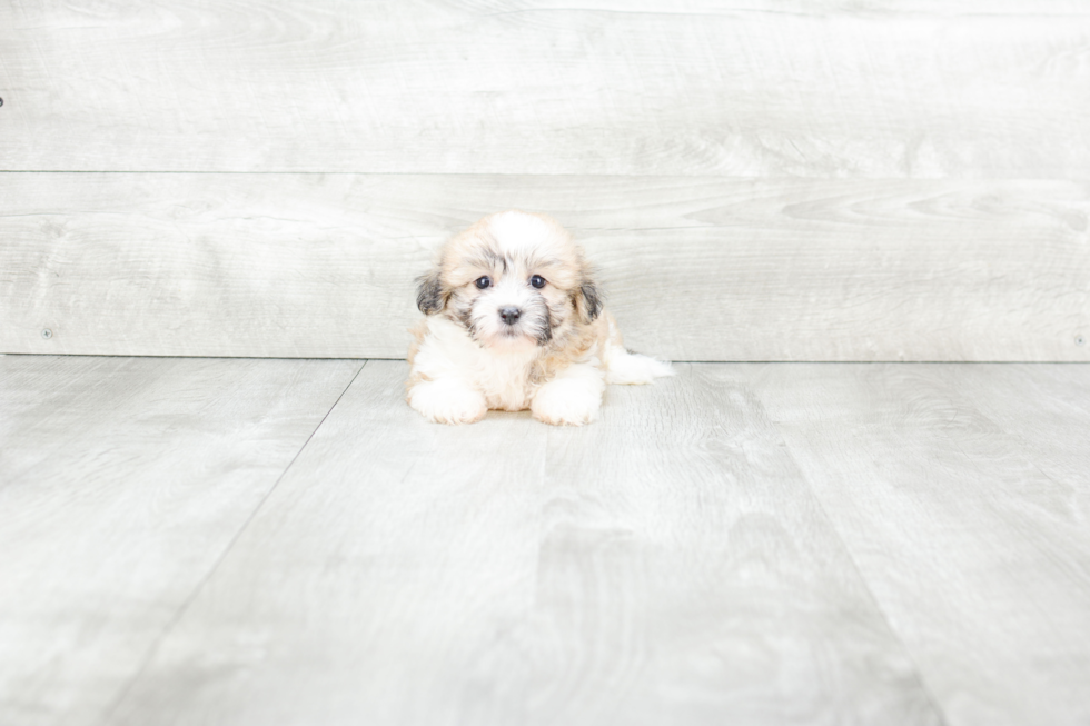 Meet Bailey - our Teddy Bear Puppy Photo 3/3 - Premier Pups
