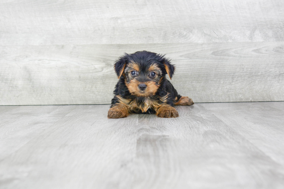 Meet Charlotte - our Yorkshire Terrier Puppy Photo 