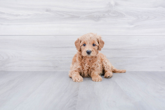 Mini Goldendoodle Pup Being Cute