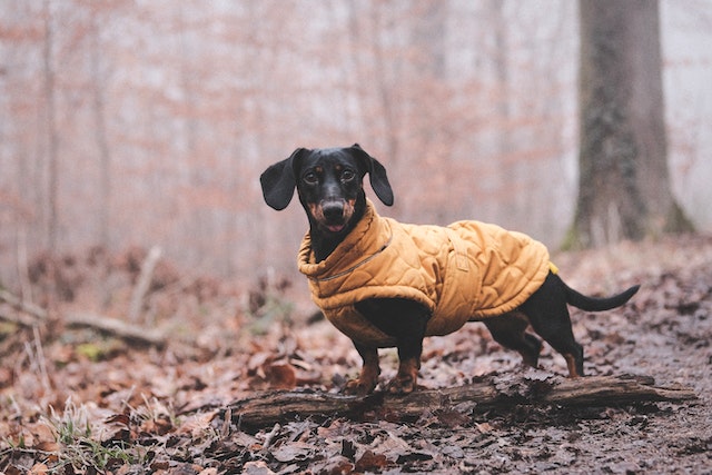 black mini dachshund in the woods