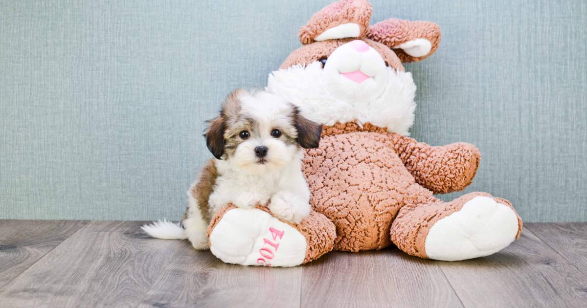 Hypoallergenic Havanese Jake 2lb 4oz Purebred Puppy