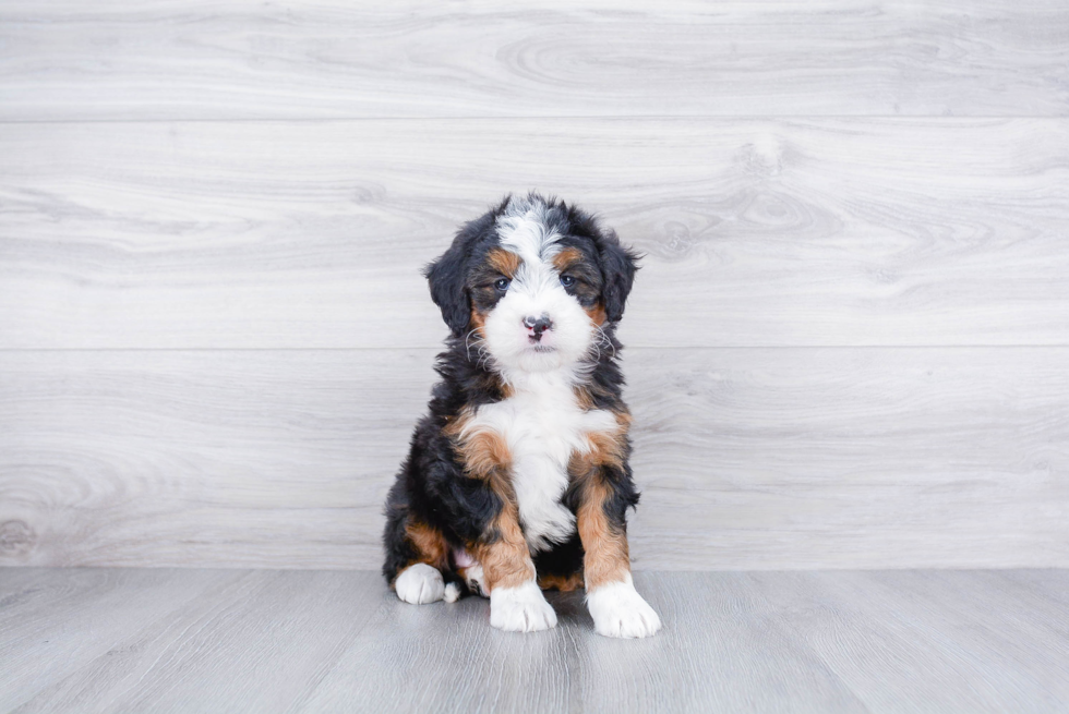 Meet Lauren - our Mini Bernedoodle Puppy Photo 2/3 - Premier Pups