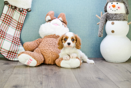 Best Cavalier King Charles Spaniel Baby