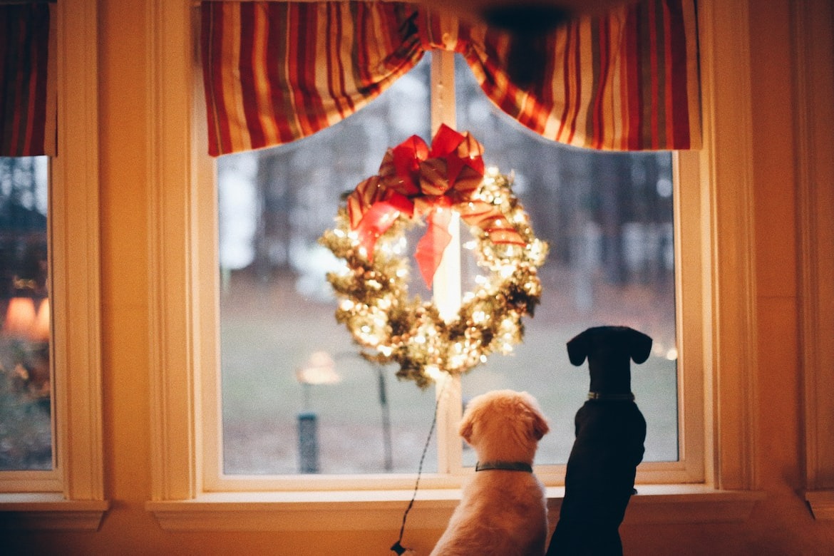 Group of puppies looking out the window