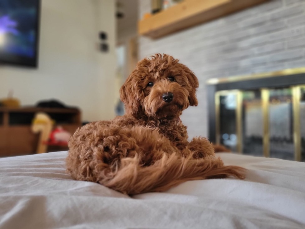 curly brown Mini Goldendoodle on a bed