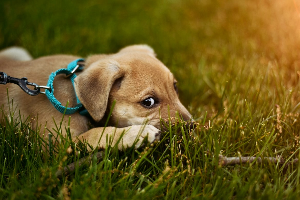curious dog nibbling on fresh green grass