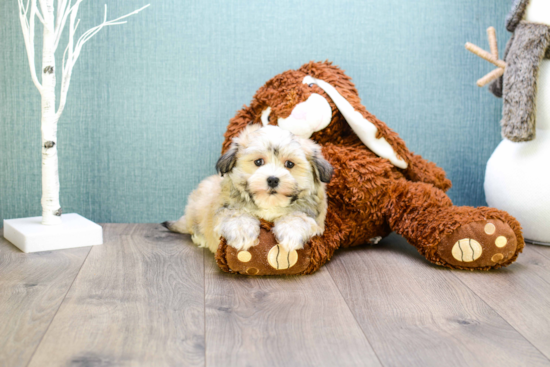 Havanese Puppy for Adoption