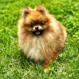 Hypoallergenic Pomeranian Pup