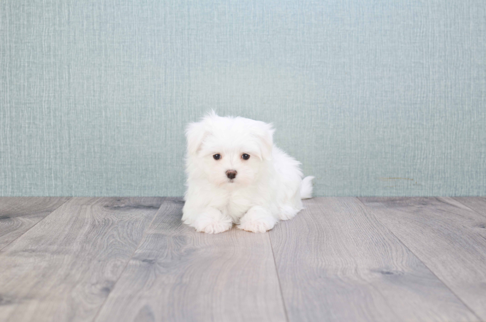 Maltese Puppies For Sale Toy Purebred Maltese puppies for adoption
