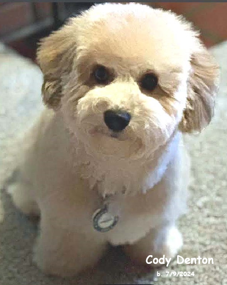 premier pups review of adopted puppy cody