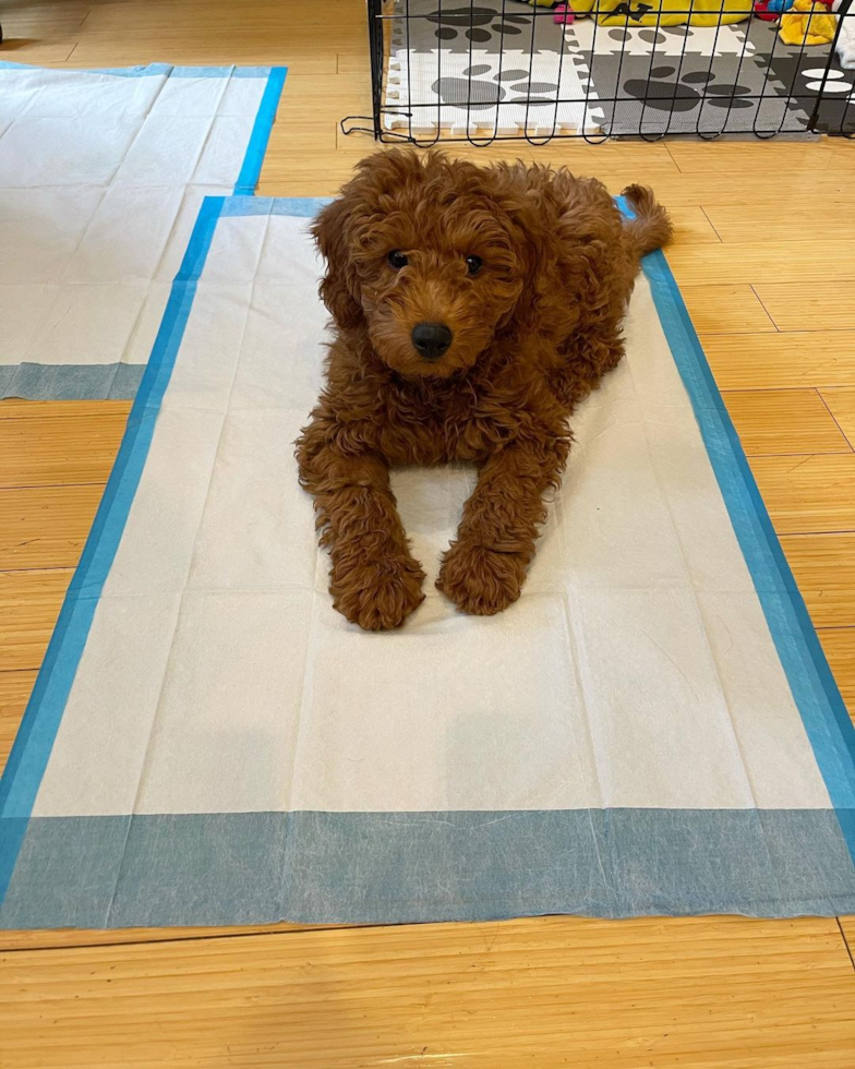 mini goldendoodle puppy sitting on a potty pad near a dog crate