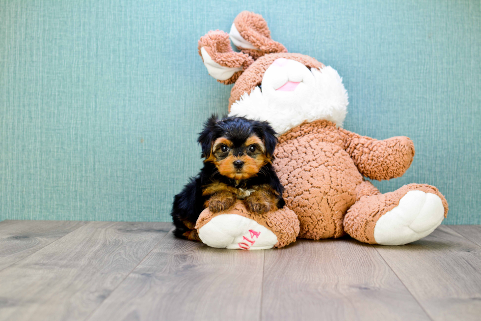 Meet Twinkle - our Yorkshire Terrier Puppy Photo 