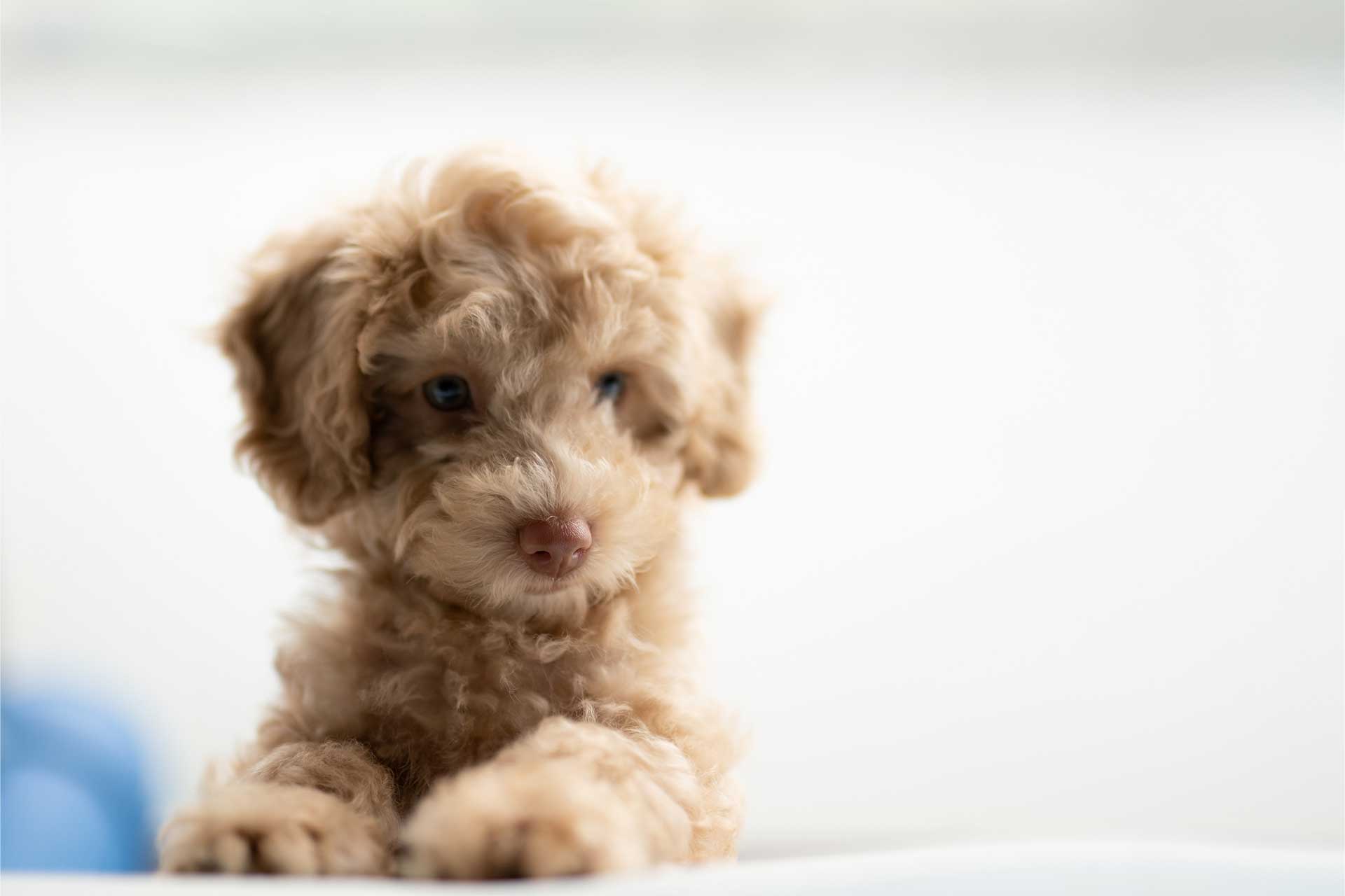 cute cream bichpoo puppy