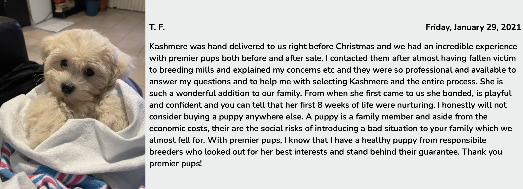 best maltipoo breeders review from customer