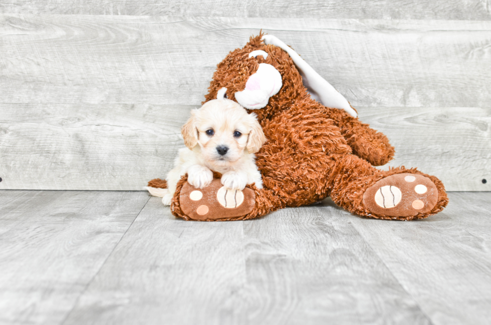 Small breed puppies for sale Teacup Pups for sale in Ohio Premier Pups