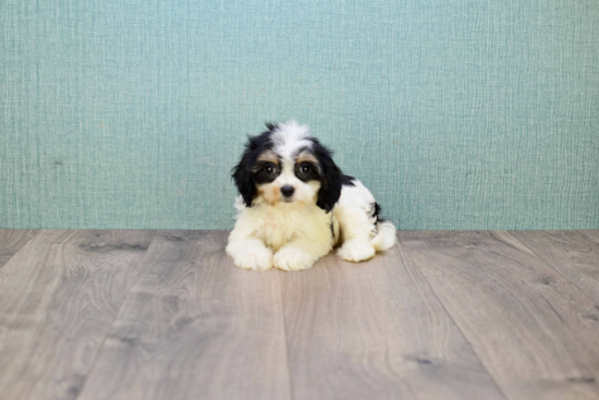 Small Cavachon Baby