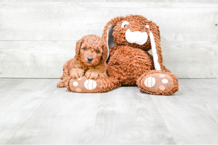 Meet Valentino - our Mini Goldendoodle Puppy Photo 1/3 - Premier Pups