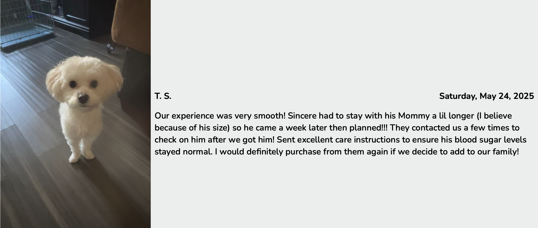 customer review of premier pups adoption