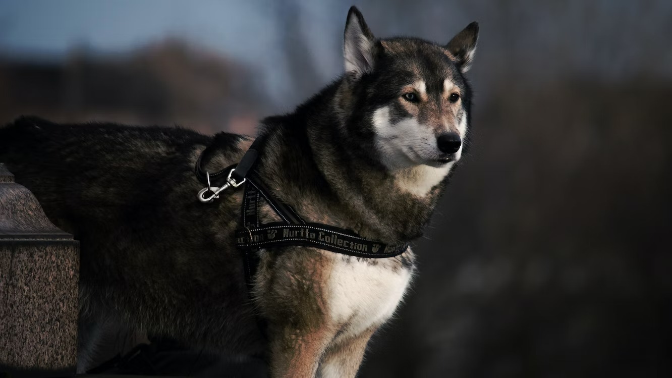 Utonagan wolf dog breed
