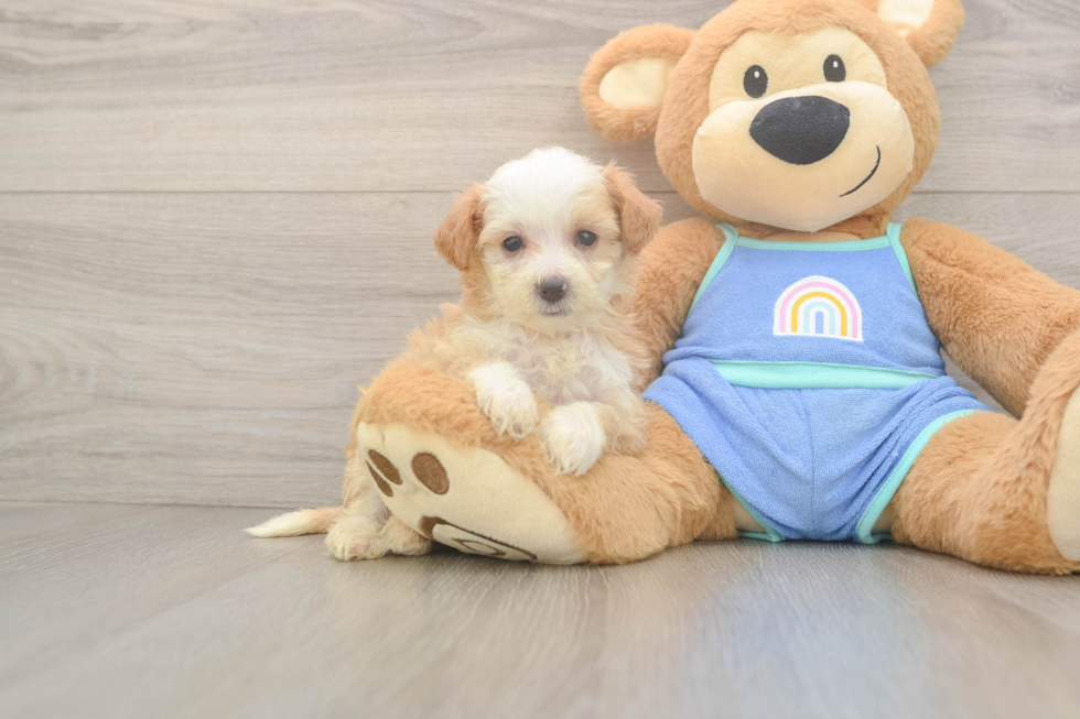 tan and white parti mini bernedoodle puppy next to a plush toy 