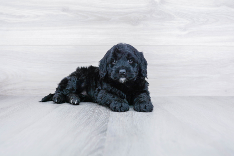 Meet Rachel - our Mini Goldendoodle Puppy Photo 1/3 - Premier Pups