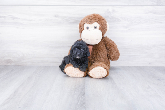 Playful Poodle Purebred Pup