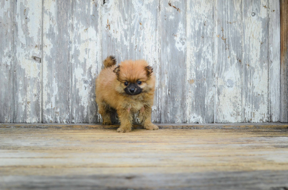 Playful Pomeranian Purebred Pup