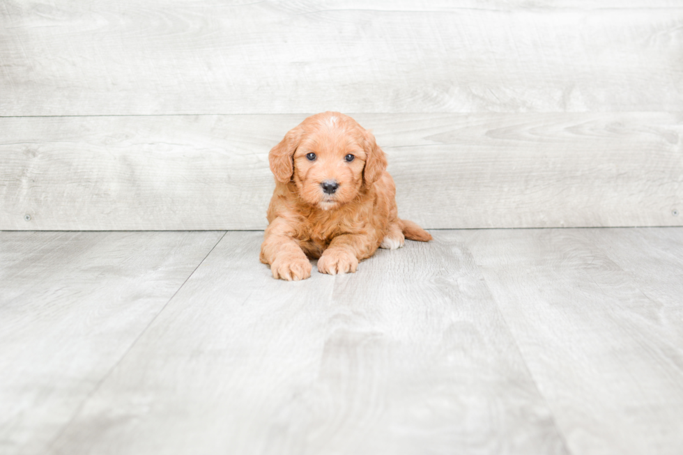 Meet Rossi - our Mini Goldendoodle Puppy Photo 3/4 - Premier Pups