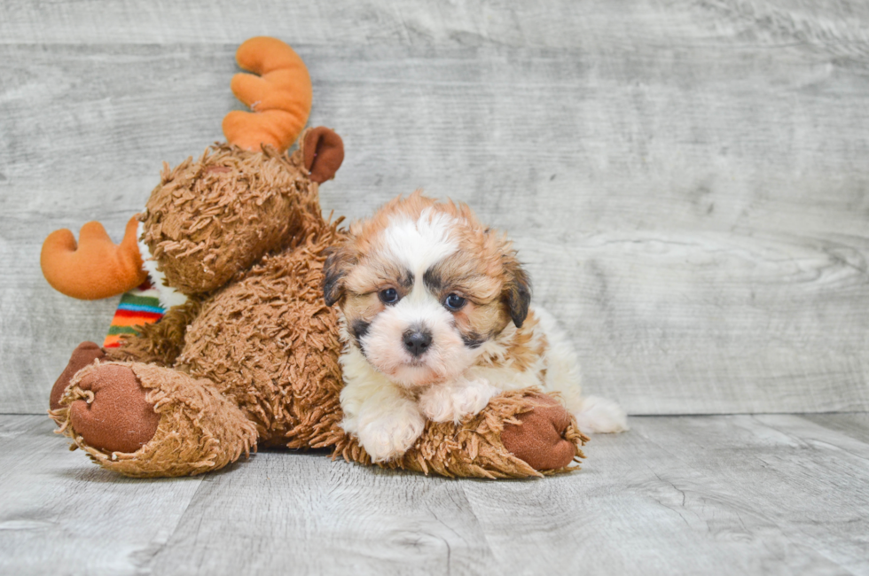 show me a picture of a teddy bear puppy