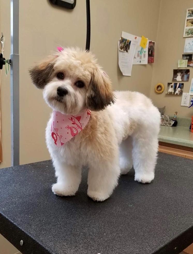 Cuddly Teddy Bear dog either a Shichon or Mal-Shi perfect for young kids