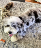 Puppy For Sale Premier Pups Smart English Sheep Poodle Mix Pup
