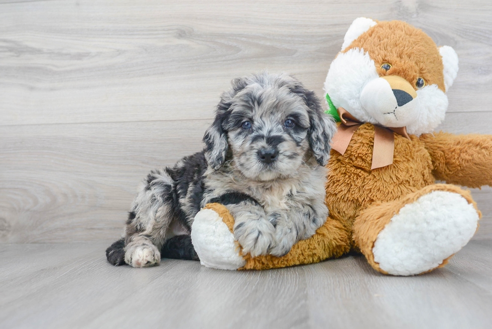 Mini Bernedoodle puppy with a teddy bear-like appearance