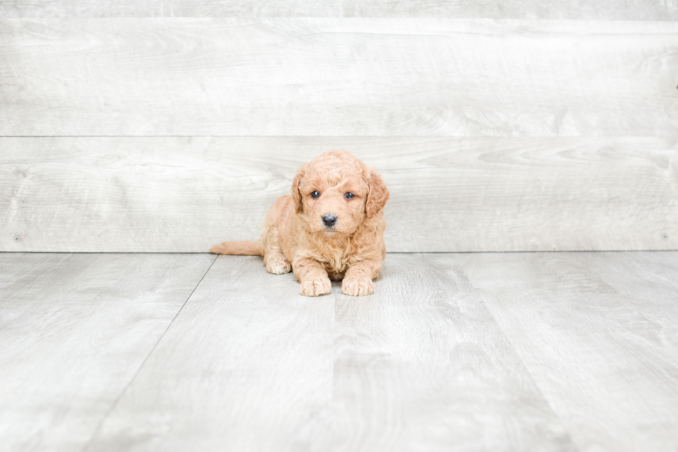 Meet Serenity - our Mini Goldendoodle Puppy Photo 3/3 - Premier Pups
