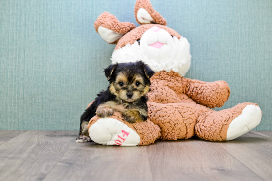 Playful Yorkie Designer Puppy