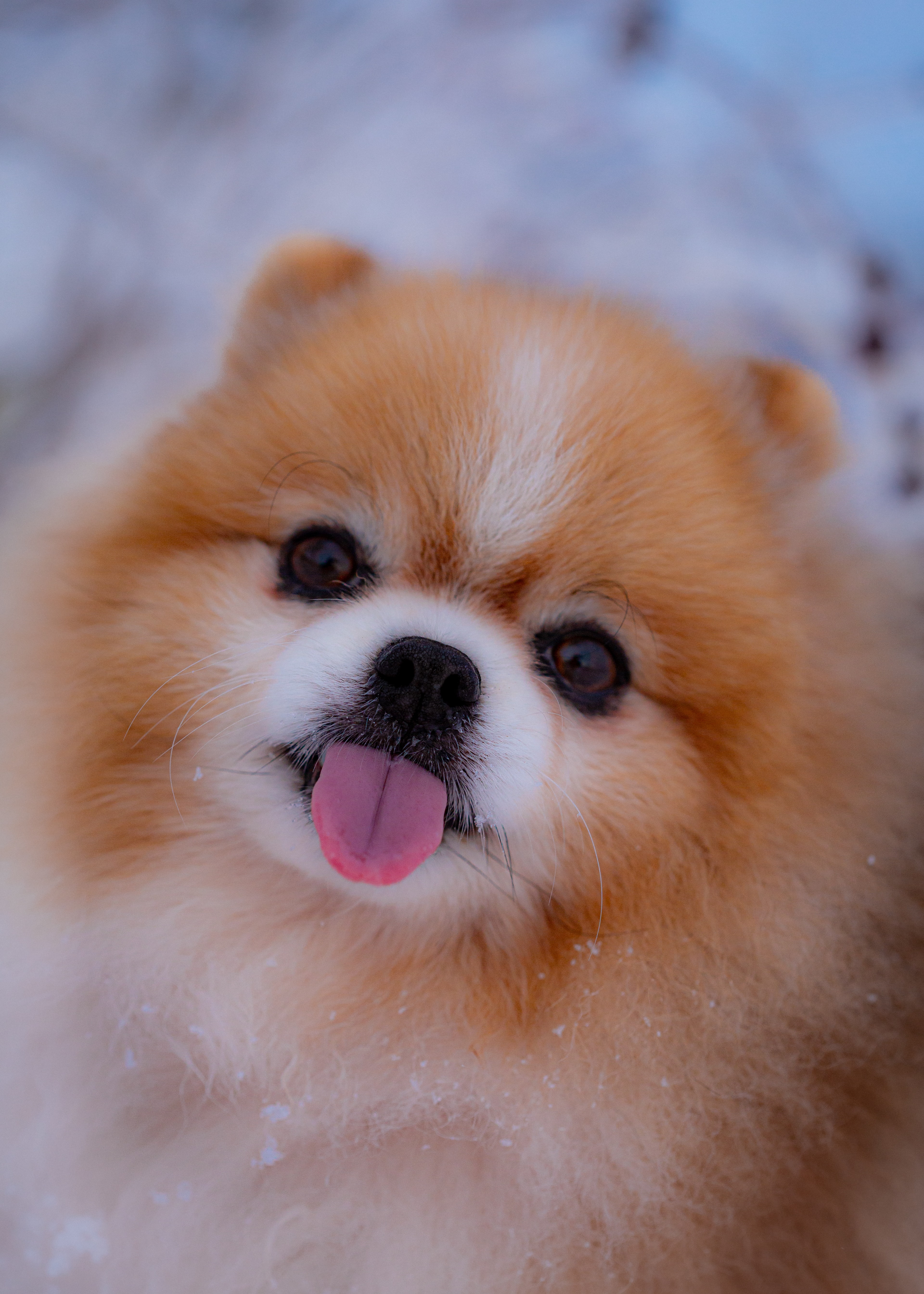 close up of Pomeranian face with tongue out