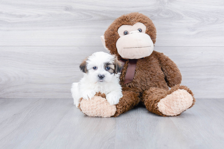 Meet Nas - our Teddy Bear Puppy Photo 1/3 - Premier Pups