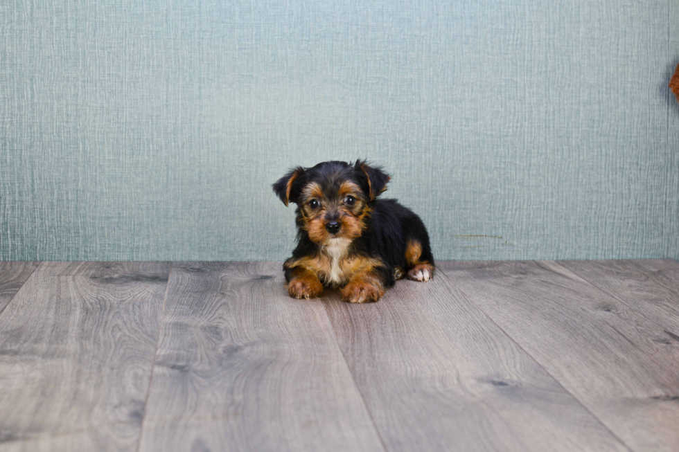 Meet Wayne - our Yorkshire Terrier Puppy Photo 