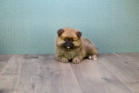 Playful Pomeranian Purebred Pup