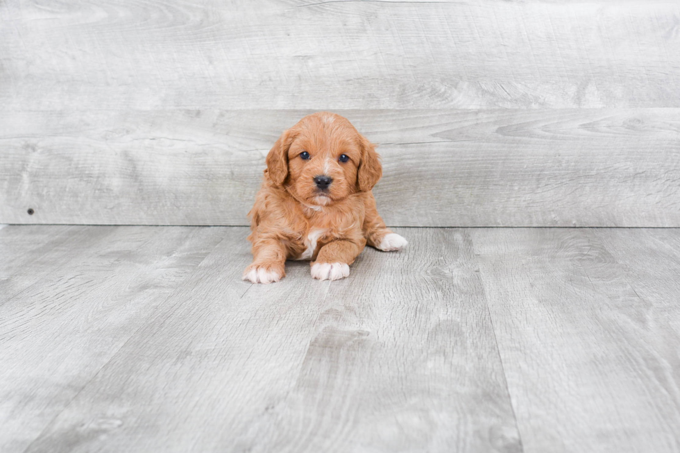 Meet Bosa - our Mini Goldendoodle Puppy Photo 3/3 - Premier Pups