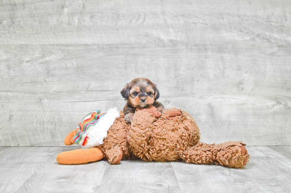 Shorkie puppies for sale | Small cross breed puppies for sale in Ohio