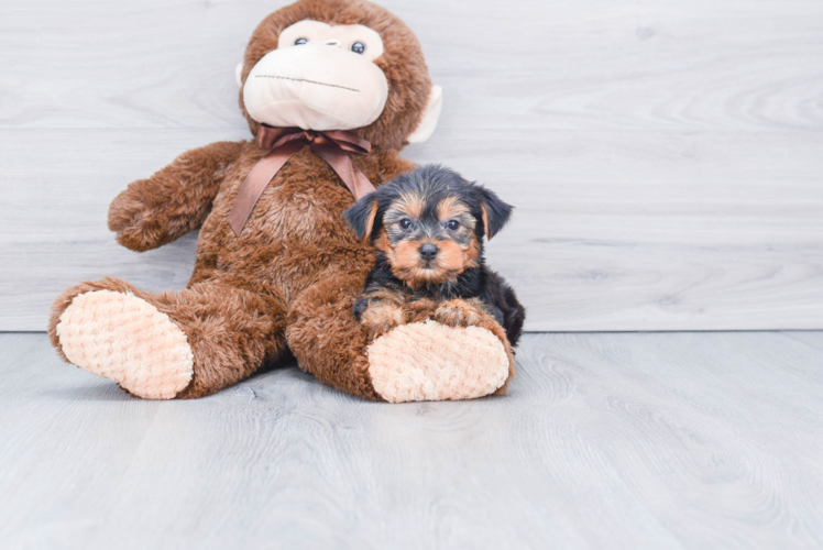 Meet Avery - our Yorkshire Terrier Puppy Photo 1/2 - Premier Pups