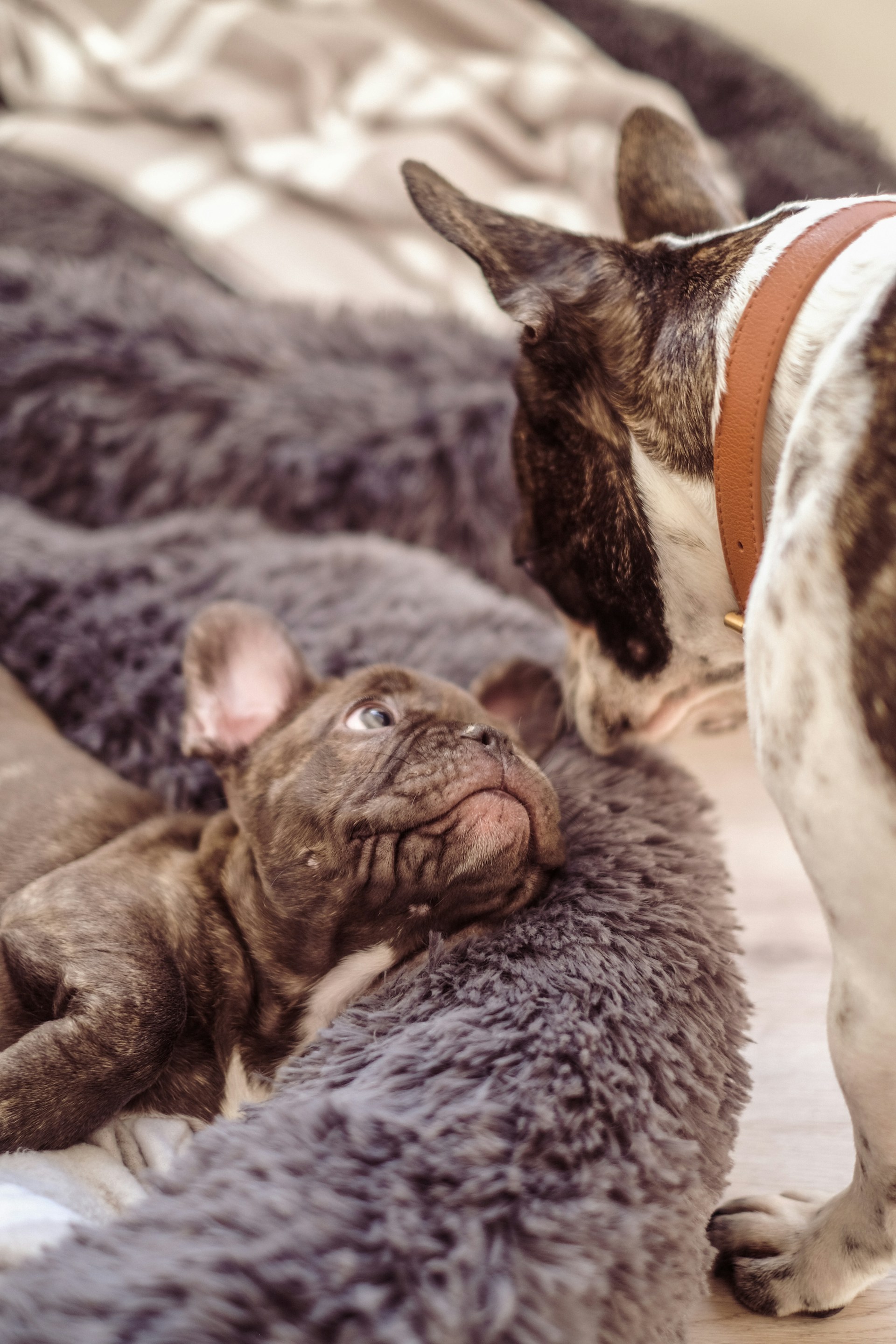 a french bulldog looking at her small puppy